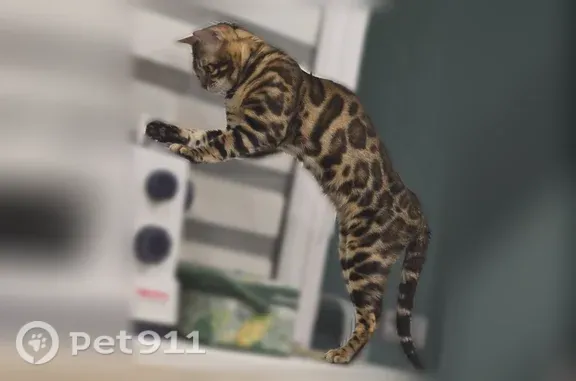 Кошки потеряшки, Уфа, фото: Потеряшка кошка, Уфа, Кутузова, Уфа — бенгальский кот, 3 года