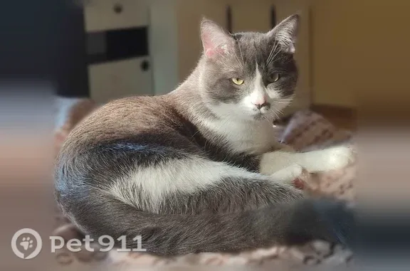 Пропала кошка, имени Героя России Нурмагомеда Гаджимагомедова, д. 4, Донецк — пятнистый нос - photo