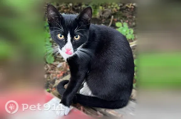 Найдена кошка, Ярославль, фото: Найдена кошка, Гагарина, д. 38, Ярославль — ласковый малыш около 4 месяцев
