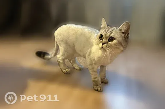 Найдена кошка, Самара, фото: Найдена кошка, Самара, Маяковского, Самара — стрижена
