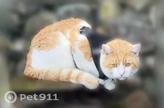 Найдена кошка, Моторное, фото: Найдена кошка, Поселок Моторное, Моторное — скинула шлейку, не даётся в руки