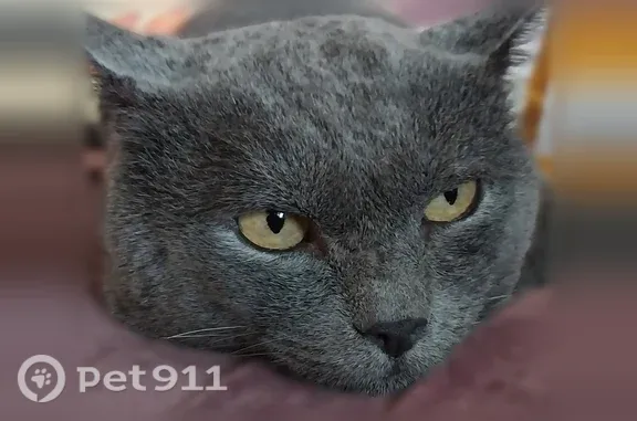 Найдена кошка, 9 Мая, Вольск — британец, 3 года - photo