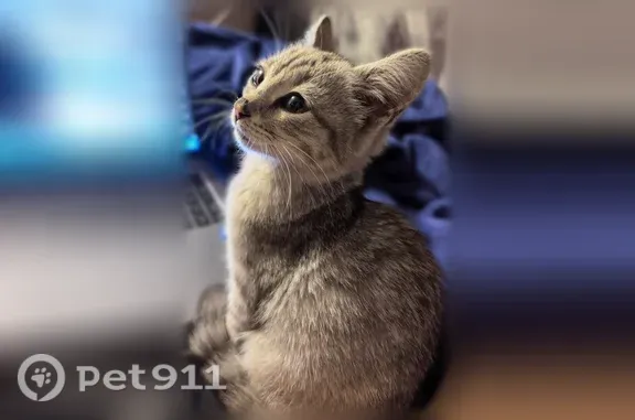 Найдена кошка, Кемерово, фото: Найдена кошка, Кемерово, Кемеровская, Кемерово — серо-дымчатая