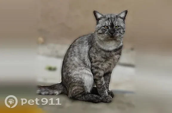 Найдена кошка, Волгоград, фото: Найдена кошка, Созидательская, д. 10, Волгоград — серая в полоску