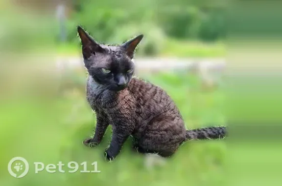 Пропала кошка, Кубинка — кудрявый девон-рекс, очень ласковая - photo