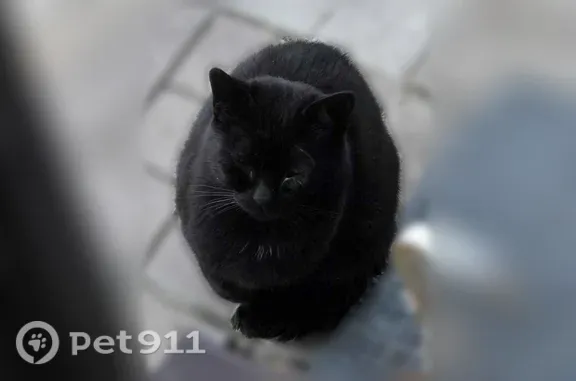 Найдена кошка, , фото: Найдена кошка, Территория Коттеджный поселок Кавголовское озеро (деревня Хиттолово), Горнолыжная, д. 14 — черная
