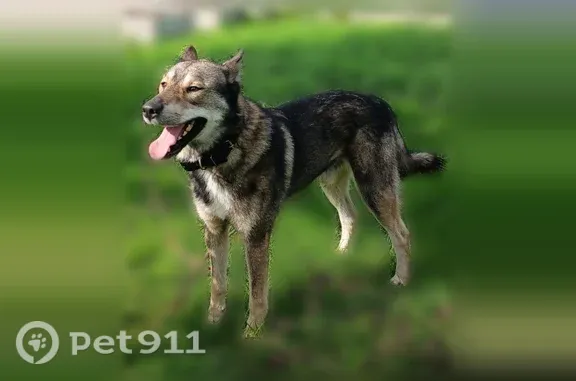 Найдена собака, Купанское, фото: Найдена собака, Село Купанское, Нагорная, Купанское — мальчик, ласковый