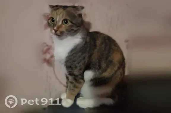 Пропала кошка, Брянск, Октябрьская, д. 87 — вислоухая, трёхцветная, с белыми носочками - photo
