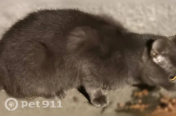 Найдена кошка, Ставрополь, фото: Найдена кошка, Ставрополь, К.Хетагурова, Ставрополь — короткая шерсть, ярко-жёлтые глаза