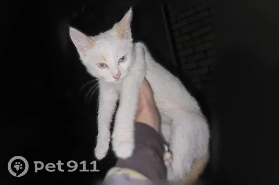 Найдена кошка, Рассказово, фото: Найдена кошка, Рассказово, Астраханская, д. 47, Рассказово — похожа на тайца