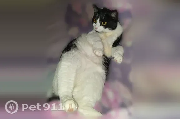 Пропала кошка, Братск — чёрно-белый окрас, шрам на пояснице - photo