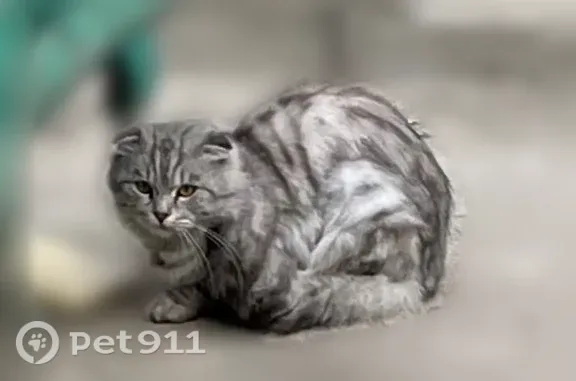 Найдена кошка, Тула, фото: Найдена кошка, Демонстрации, д. 134, Тула — вислоухая, выглядит домашней