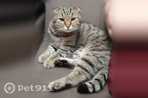 Кошки потеряшки, Вадский муниципальный округ, фото: Потеряшка кошка, Село Холостой Майдан, Майская, Москва — ушла утром 14.09.2026