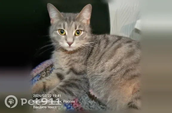 Кошки потеряшки, Вышний Волочёк, фото: Потеряшка кошка, Вышний Волочек, Шмидта, д. 120, Вышний Волочёк — стерилизованная, серая в полоску