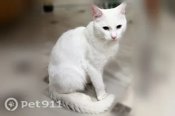 Найдена кошка, Архангельск, фото: Найдена кошка, Прокопия Галушина, д. 32, Архангельск — совершенно белая, игривая