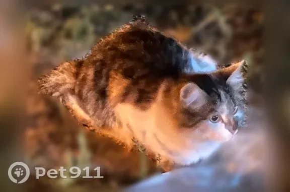 Найдена кошка, Реутов, фото: Найдена кошка, Реутов, Носовихинское, д. 27, Реутов — чистая, жалобно мяукает