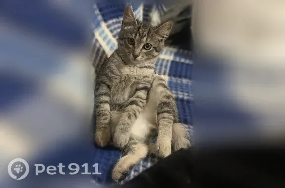 Пропала кошка, Социалистическая, Белорецк — полосатый котёнок - photo