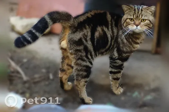 Найдена кошка, Тверь, фото: Найдена кошка, Тверь, Октябрьский, Тверь — очень голодная, контактная