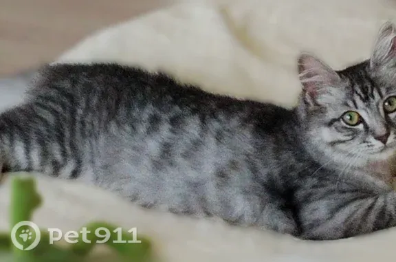 Пропала кошка, Бавлы, Калинина, д. 37, Бавлы — серо-белая, зелёно-голубые глаза - photo