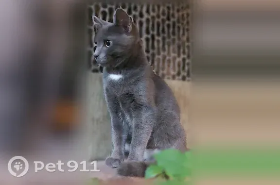 Найдена кошка, Краснодар, фото: Найдена кошка, им. Леваневского, Краснодар — ласковый кот, около 8 месяцев