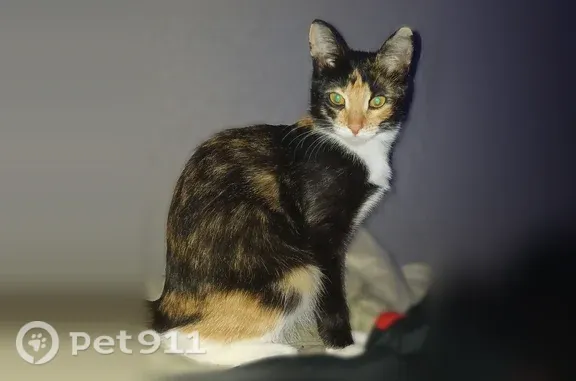 Пропала кошка, Динамовская, д. 21, Иваново — трёхшёрстная - photo