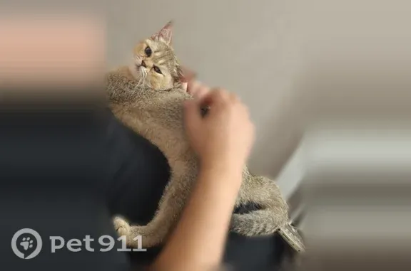 Пропала кошка, Краснодар, 7-й Кореновский, Краснодар — жёлто-серая, с кисточками на ушках - photo