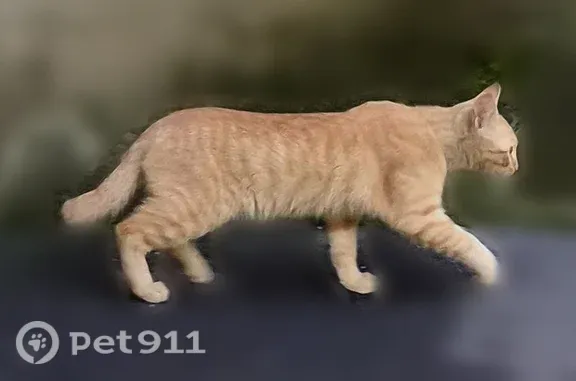 Найдена кошка, Иркутск, фото: Найдена кошка, Лыткина, д. 65, Иркутск — рыжий котёнок с хвостиком-крючком