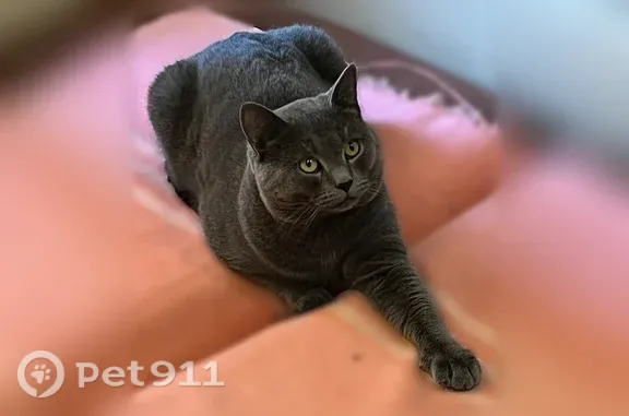Пропала кошка, Гагарина, д. 99, Нижний Новгород — британец, пугливый - photo