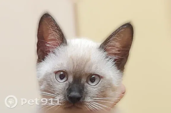 Кошки потеряшки, Ростов-на-Дону, фото: Потеряшка кошка, Зорге, д. 50, Ростов-на-Дону — котёнок с голубыми глазами