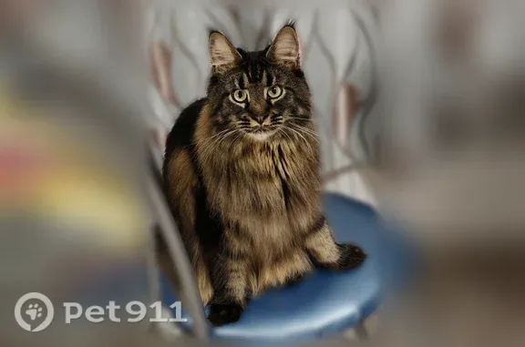 Пропала кошка, кот, район Академический, Хрустальногорская, д. 88, Екатеринбург — мейн-кун - photo