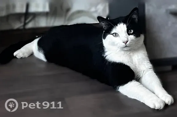 Пропала кошка, Партизанский, д. 58, Владивосток — откликается на «Сёма» - photo