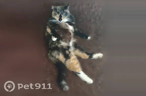 Кошки потеряшки, Коряжма, фото: Потеряшка кошка, Коряжма, Угловая, Коряжма — трёхцветная с выразительной мордочкой