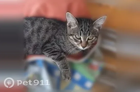 Пропала кошка, Братск, Снежная, д. 37 — серый котёнок 4 месяцев - photo