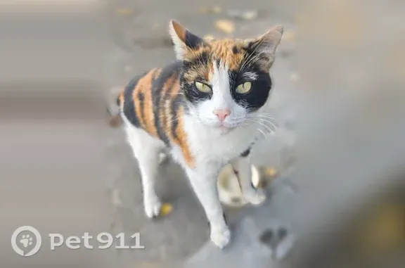 Кошка ищет дом, Тюмень — вирусная лейкемия, стерилизована - photo