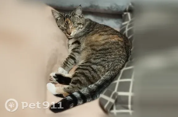 Кошки потеряшки, Гвардейск, фото: Потеряшка кошка, Гвардейск, Дзержинского, Гвардейск — трёхцветная
