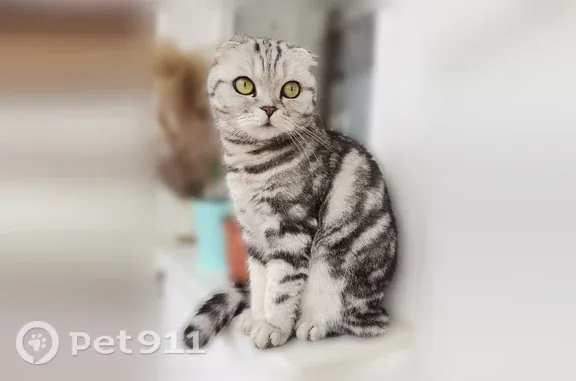 Вислоухая, окрас серо чёрный. Большие глаза.
