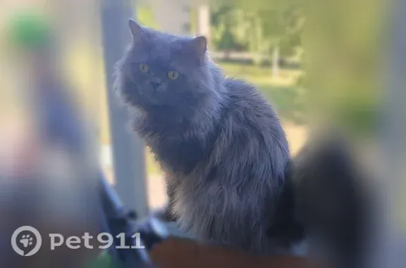 Кошки потеряшки, Уфа, фото: Потеряшка кошка, Район Калининский (г Уфа), им. Фронтовых бригад, д. 7, Уфа — кот с серым окрасом и длинной шерстью