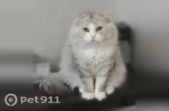 Пропала кошка, Энгельс, Полтавская, д. 29, Энгельс — очень пушистая, с белыми лапками - photo
