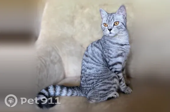 Найдена кошка, Новосибирск, фото: Найдена кошка, Приморская, д. 26, Новосибирск — домашняя, 11–12 месяцев