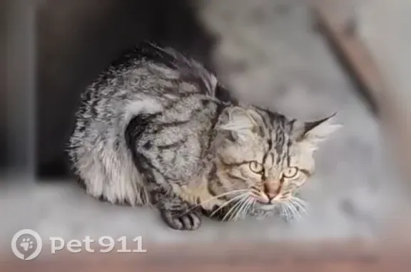 Найдена кошка, Пушкино, фото: Найдена кошка, Ярославское, д. 12, Пушкино — домашний кот в ошейнике