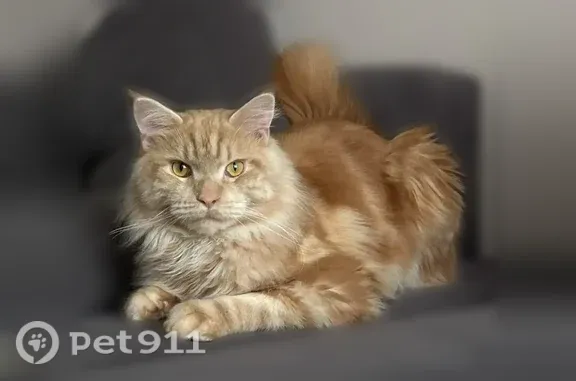 Пропала кошка, Каспийское, д. 17Б, Каспийск — рыжий пугливый кот - photo