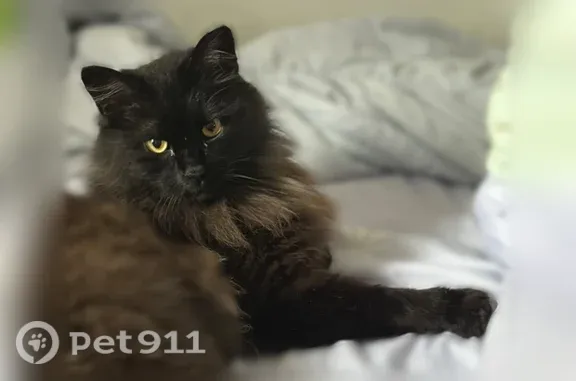 Кошка ищет дом, Зеленодольск — ласковый кот, гуляет на шлейке - photo