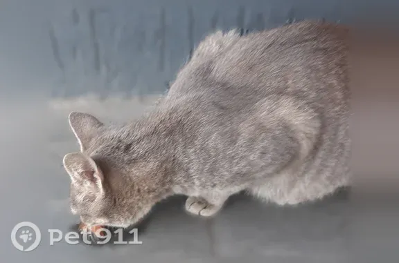 Кошка ищет дом, Тула, Рязанская, д. 3л — молодая, ласковая и непугливая - photo
