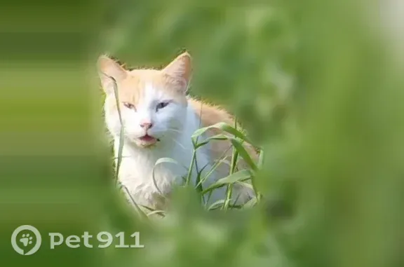 Найдена кошка, Каменск-Уральский — ручная, нуждается в лечении - photo