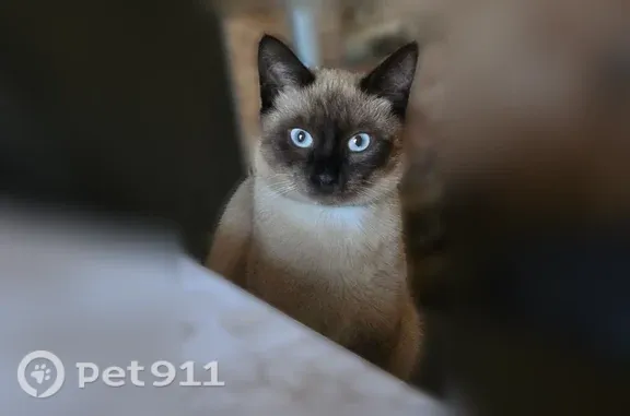 Пропала кошка, 4-я Новаторская, д. 1, Иваново — сиамская кошечка 9 месяцев - photo