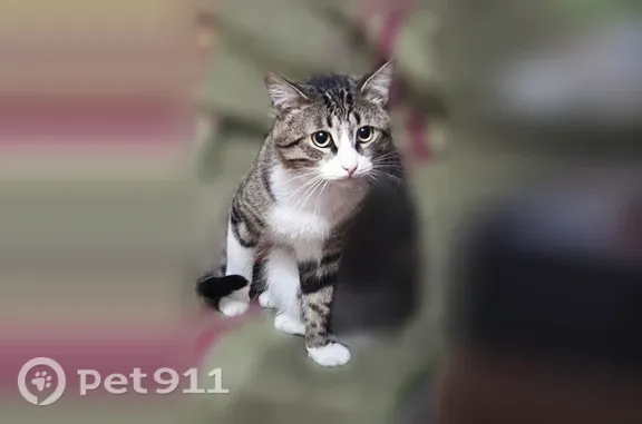 Кошки потеряшки, Йошкар-Ола, фото: Потеряшка кошка, Красноармейская, д. 103, Йошкар-Ола — белые лапка и животик