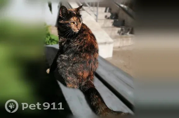 Найдена кошка, Кострома, фото: Найдена кошка, Магистральная, д. 51, Кострома — молодая черепахового окраса