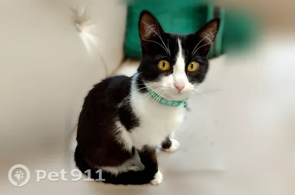Пропала кошка, Нижний Новгород — кот с зелёным ошейником и колокольчиком - photo