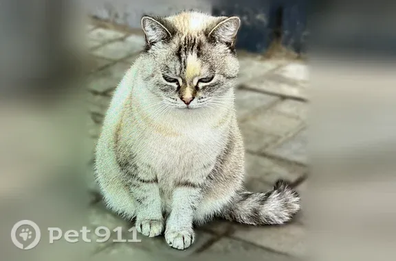 Найдена кошка, Рощино, фото: Найдена кошка, Городской поселок Рощино, Садовая, д. 3, Рощино — почти неделю находится у «Магнита»
