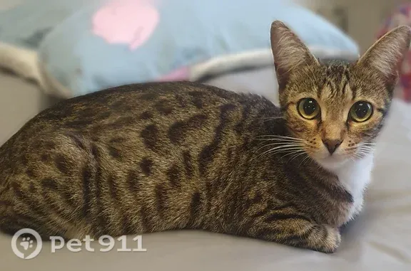 Найдена кошка, Сыктывкар, фото: Найдена кошка, Национальная, Сыктывкар